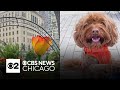 What Caught My Eye - Mag Mile Tulips bloom, camera ready pup
