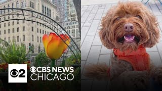 What Caught My Eye - Mag Mile Tulips bloom, camera ready pup