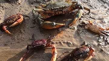 Thảo Cady đi bắt các con vật về nuôi vào ban đêm, con cua khổng lồ, con cá, cá vàng, chú ếch con.