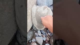 RARE AND BEAUTIFUL CRAB FOSSILS STONE
