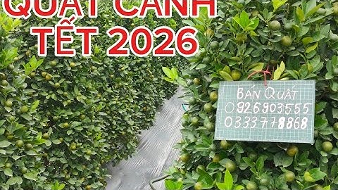 Quất cảnh tết văn giang hưng yên quất tết giá rẻ tại vườn quất lùm to 2nam  quất tháp quất thế 