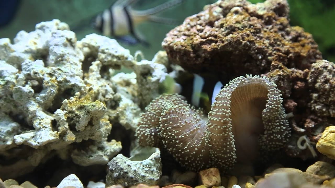 Clownfish hosting carpet anemone - YouTube