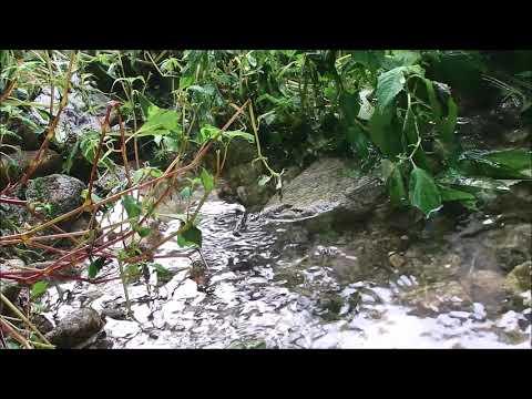 Korean lied/가곡/ Bariton 고성현 "청산에 살리라"