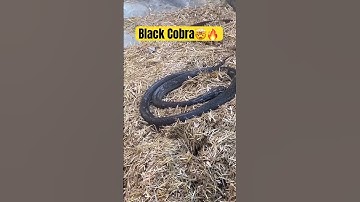 Black cobra🤯😱 #blackcobra #cobra #snakes #zoo #ytshorts #venom #viral #spotted