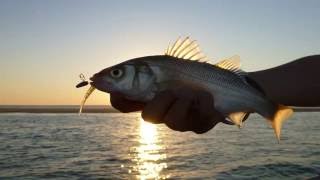 Seabass Hunting In Arcachon