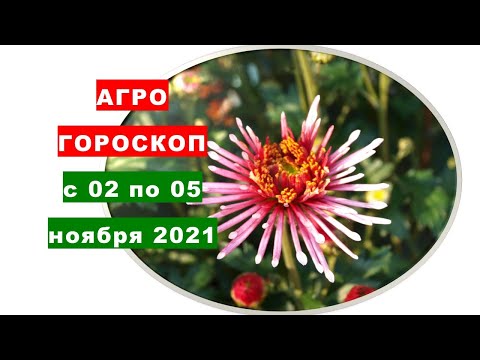 Video: Palankios kirpimo dienos 2021 m. Sausio mėn. Moterims