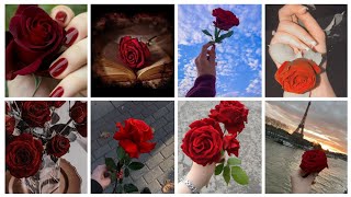 Red Rose Picture🌹 Flower Dp🌹 Red Rose Status🌹 Picture 🌹 Story 🌹 screenshot 3