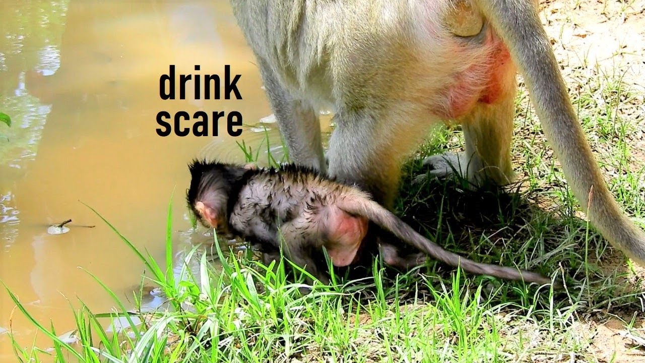 Pity Lizza Afraid Mom left her Alone_Lizza walking Thirsty following Mummy