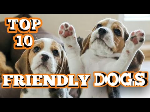 TOP 10 FRIENDLY DOG BREED II ANIMAL COLONY