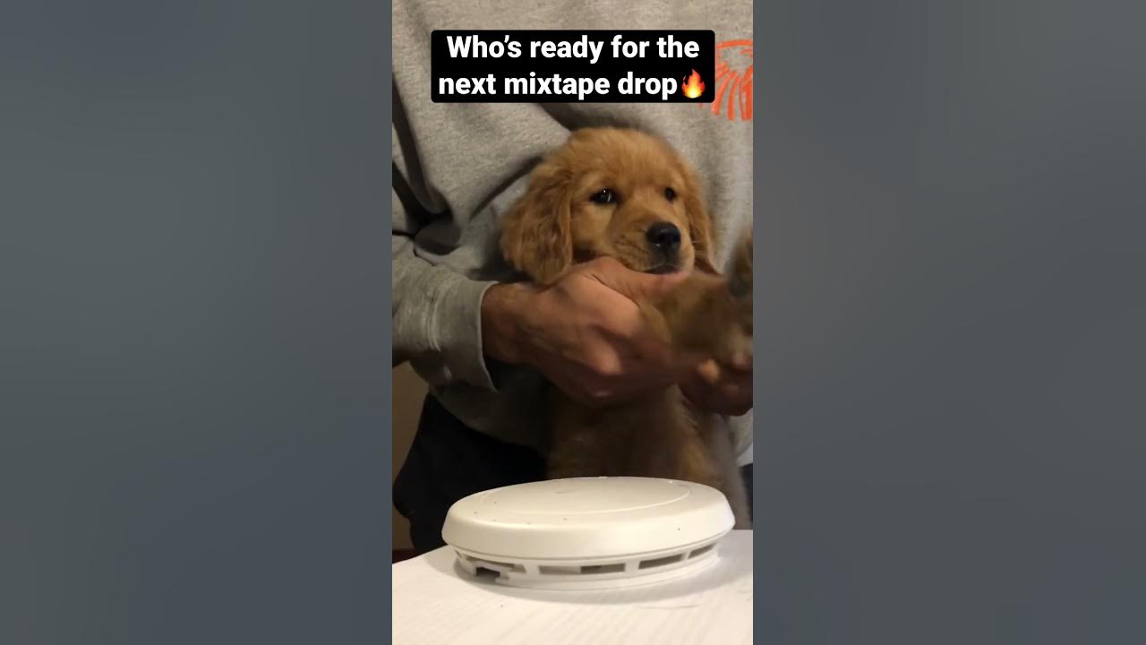 Puppy drums Hottest album of 2022 YouTube