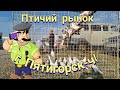 Голуби цены птичий рынок г Пятигорск-ч1 Pigeons prices bird market Pyatigorsk-ch1