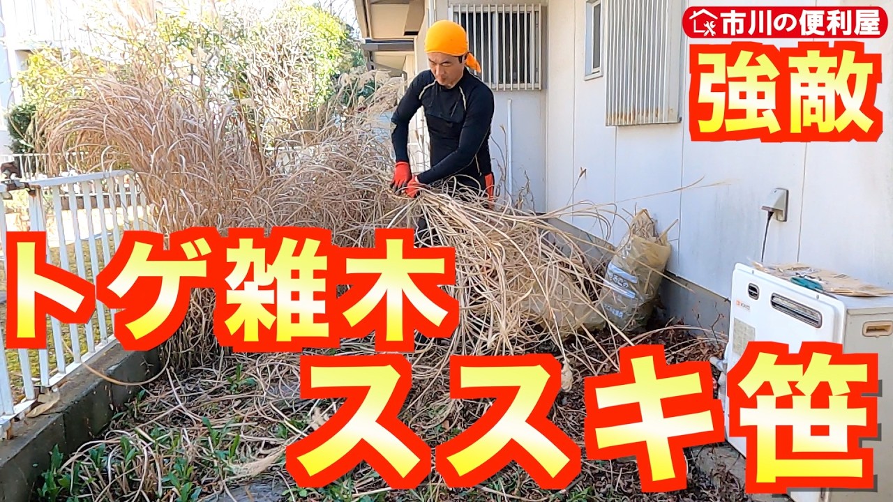 【強敵⚔️トゲ雑木ススキ笹】お家周り50㎡防草シート施工計画①まずは地表確認できる状態に草取り☘️地中粘土に大苦戦⛏️千葉県市川市の便利屋！各作業料一覧、お問い合わせ先は概要欄をご覧下さい！