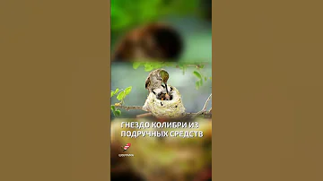 Гнездо колибри из подручных средств  - интересные факты о колибри