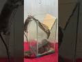 Best home mouse trap/best mouse trap idea #rattrap #rat #mousetrap