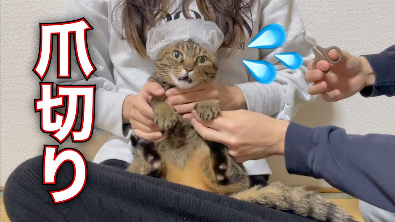 I clipped Tenchan's nails  - YouTube