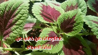 معلومات مهمه عن نبات السجاد Coleus