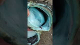 BLUE ALIEN-LOOKING MEAT #animals #lingcod #shorts
