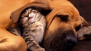 Cats and Dogs Sleeping Together Supercute Compilation 2016 5MC