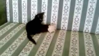 Foster kitten gets its first toy ☺