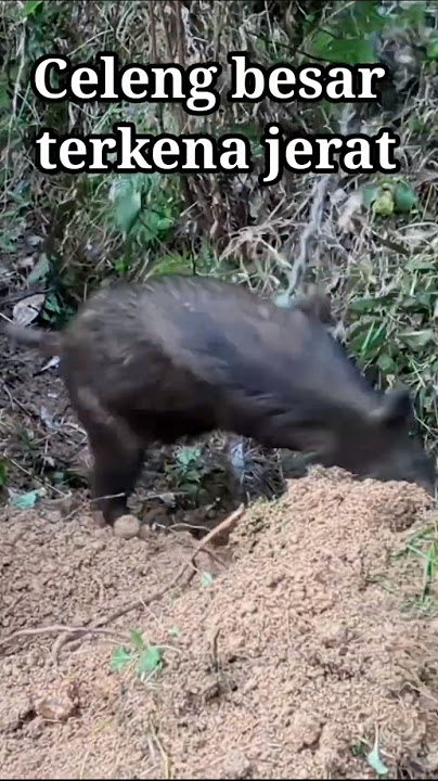 HELPING A JUMBO WILD BOAR Caught IN A SNAPE #shorts