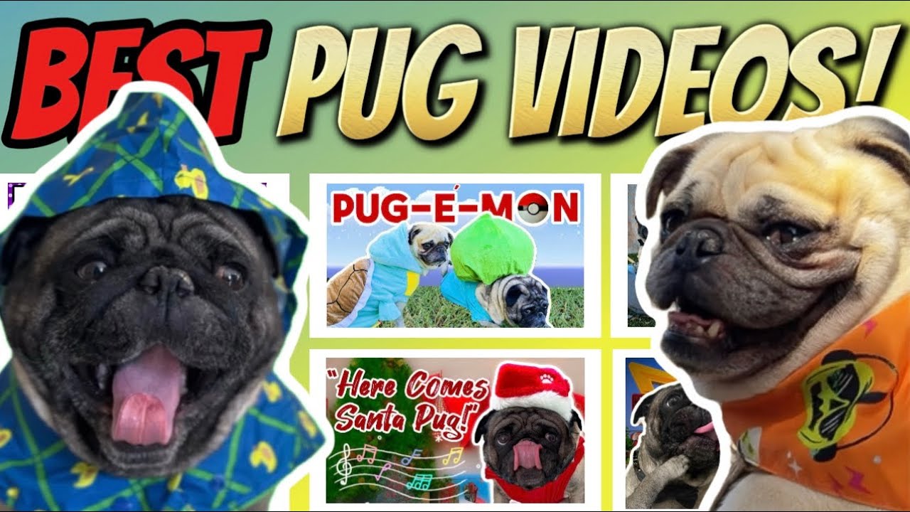 The BEST Pug Videos of the Last 2 Years!! (Cute & Funny Pug Compilation ...
