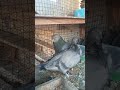 طير الازرك العراقي تراث بغداد الأصيل سلام عليكم شباب هاي الطيور نادره الي انشره و نقيه مو تضريب