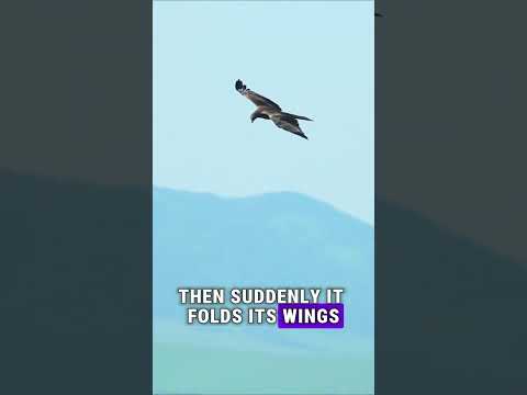 This Bird Hunts Faster Than a Formula 1 Car 🦅💨