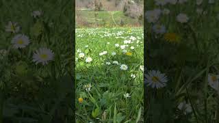 Seni öyle sevdim ki değişti tüm mevsimler☀️#keşfet #manzara #köy #ytshorts #yt