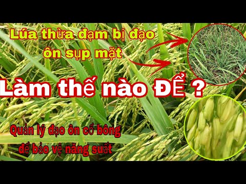 Lúa bị đạo
