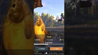 Catching A Tench Fishing Planet