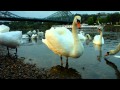 Swans