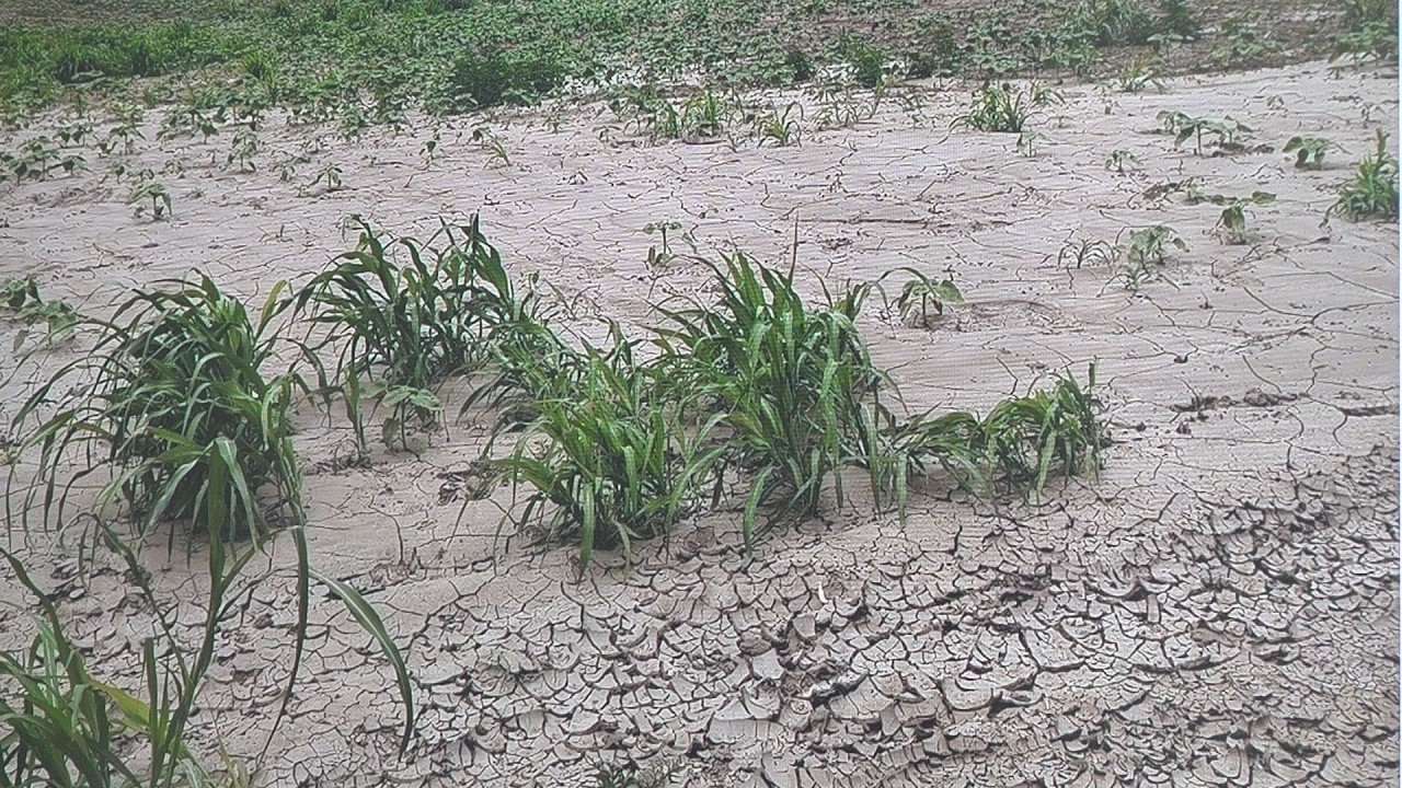 Ezért nehéz ma kukoricázni: vízhiány és aflatoxin-kockázat