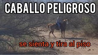 CABALLO QUE NO SE DEJA MONTAR SI LO HACEN SE PONE NERVIOSO Y BUSCA SACARNOS DE ARRIBA