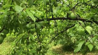 Why Grow Wild Chickasaw Plums?