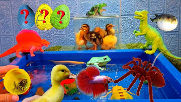 Tổng hợp các video vịt con dễ thương, cá lia thia, cá betta, quả trứng màu sắc, cá nóc, nhện