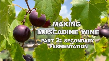 How to Make Muscadine Wine: Secondary Fermentation (Part 2)