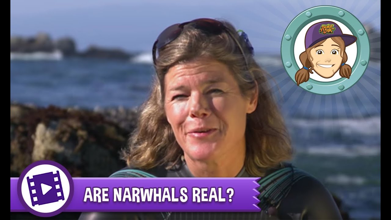 ask tierney are narwhals
