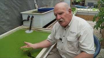 Aquaponics and Duckweed