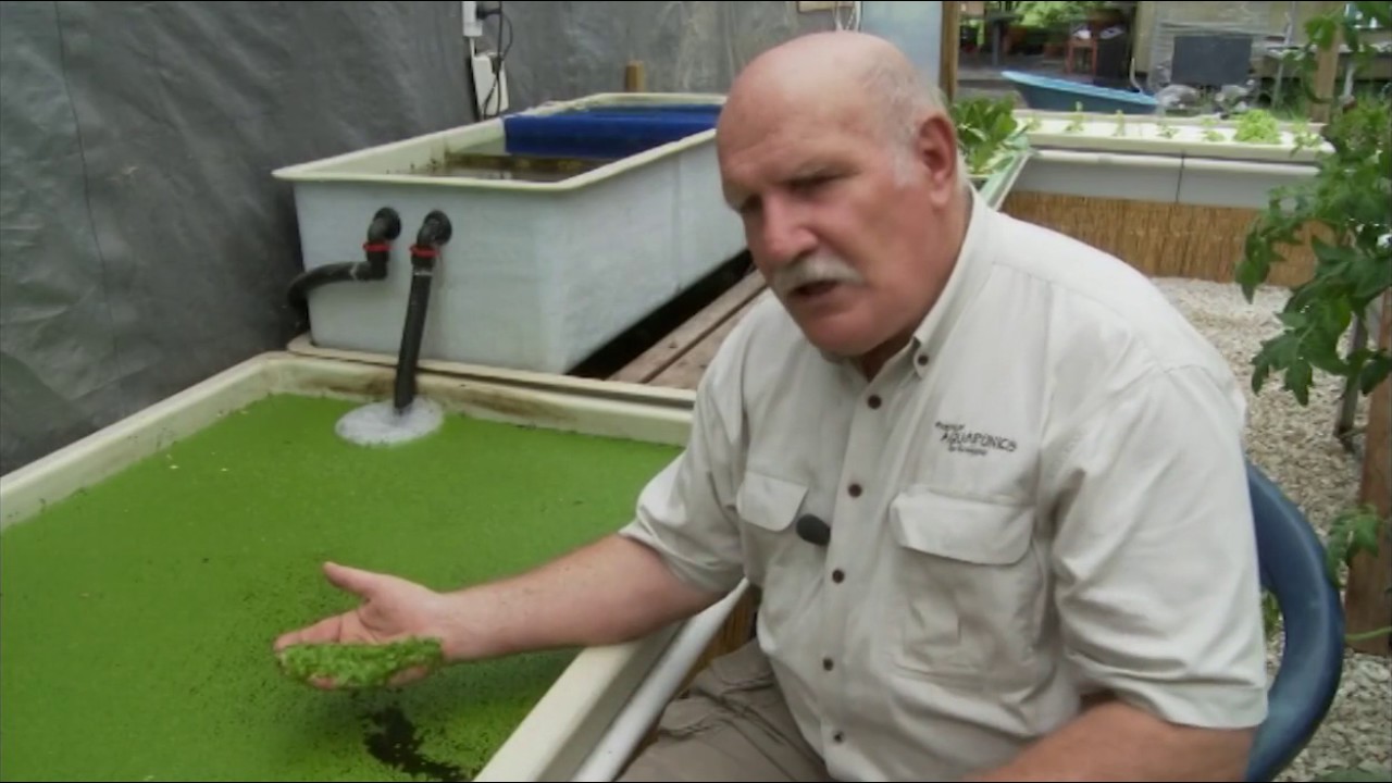 aquaponics and duckweed - youtube