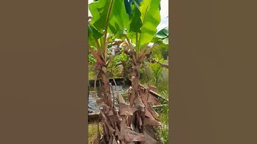 Thumbnail of Ennomal nidhiyalle#shorts