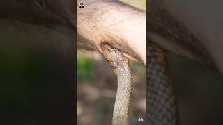 Spitting Cobra 😳 / Eye Attack Snake / Blind ஆகும் 😨 #shorts