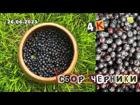 Черника началась в лесах Подмосковья! Сбор черники, ягоды в Подмосковье🫶Черника в конце июня