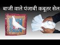 बाजी वाले पंजाबी कबूतर सेल || छतरी वाले पंजाबी कबूतर