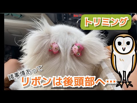 【ペキニーズ】梅子！諸事情あってリボンは後頭部に付けられました…　後頭部がフクロウの顔