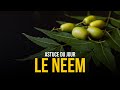 Astuce du jour   la dcouverte du neem 