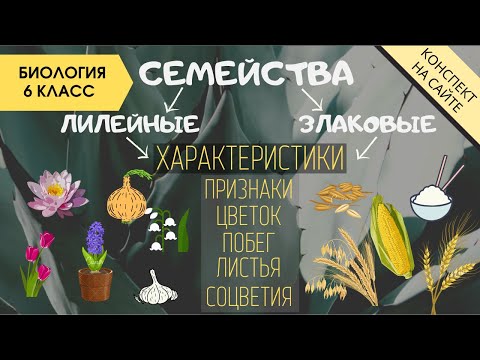 Семейство Лилейные. Семейство Злаковые. Биология 6 класс. Однодольные растения. Злаки. Видеоурок