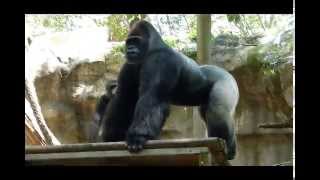 Clips filmed at the gorilla enclosures zoo de barcelona on august 11st
and 14th 2014.