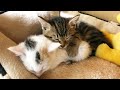 子猫と子猫の対面が可愛すぎた