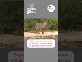 Onça pintada caça filhote de capivara