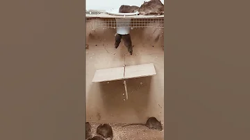 مصيدة فئران عجيبه Shorts Viral حيوانات حيوانات برية مضحك غرائب 